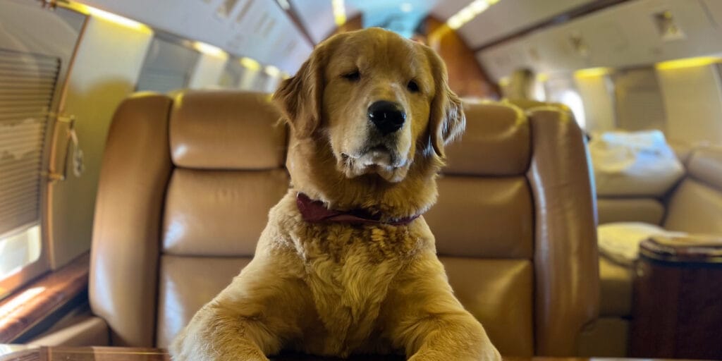 K9 Jets volo pet friendly uff stampa