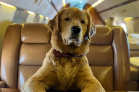 Voli pet friendly: le linee guida dell’Enac