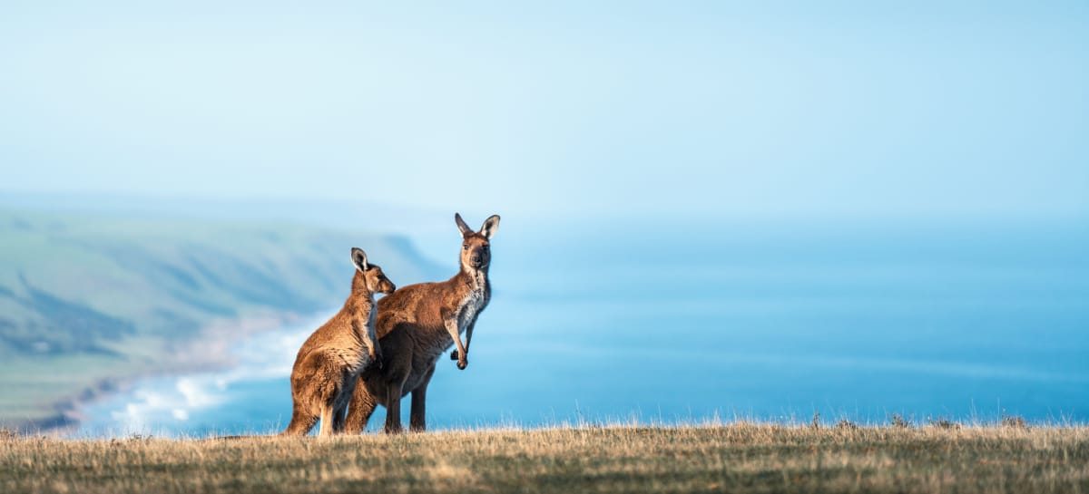 Rotta su Kangaroo Island: la spinta di Naar e South Australian Tourism