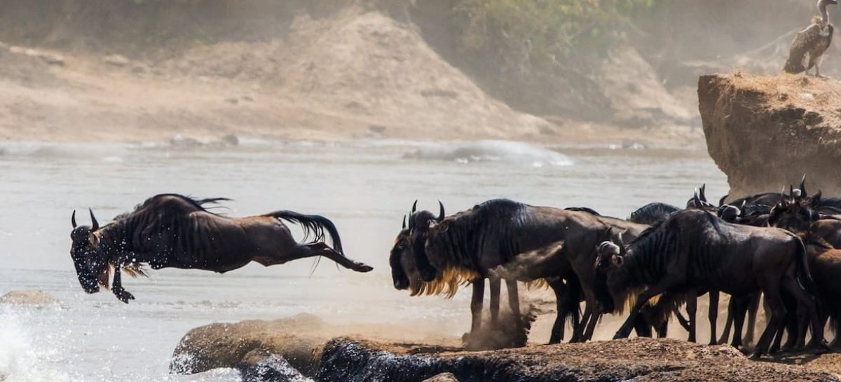 Kenya, l’alluvione nella Riserva Masai Mara non ferma il turismo