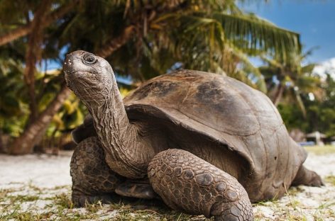 Seychelles a quota 9mila turisti italiani nel primo semestre