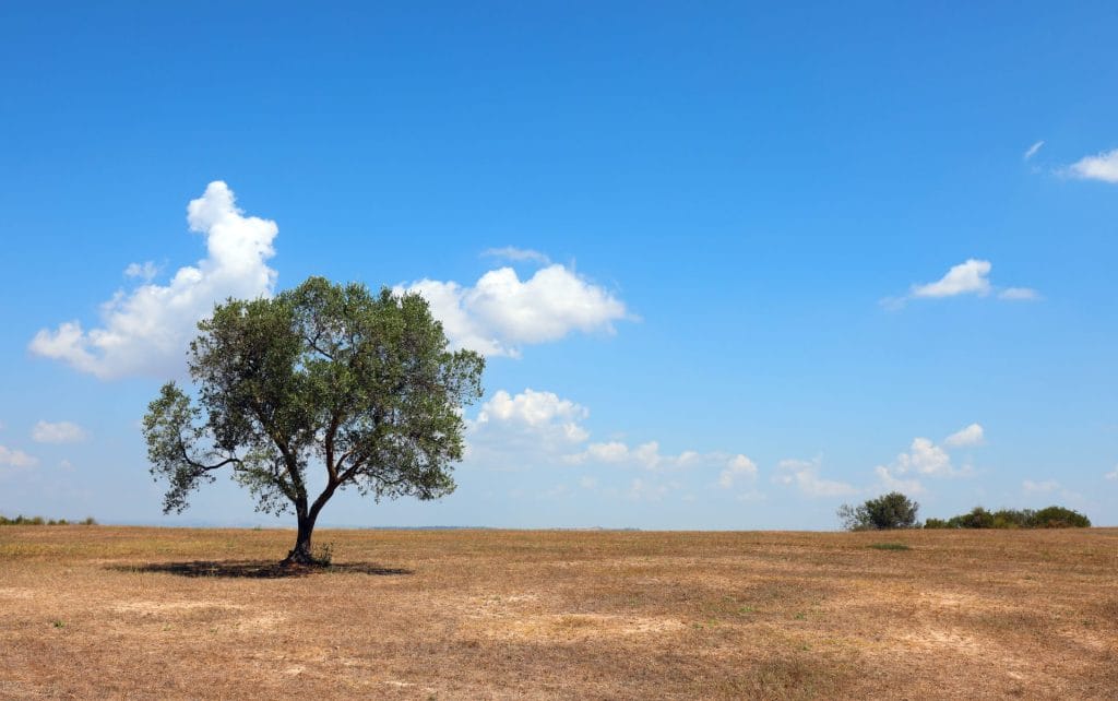 sicilia siccità adobe