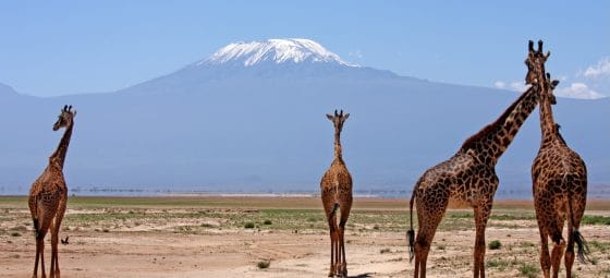 Nasce Uber Safari: primi tour in Kenya