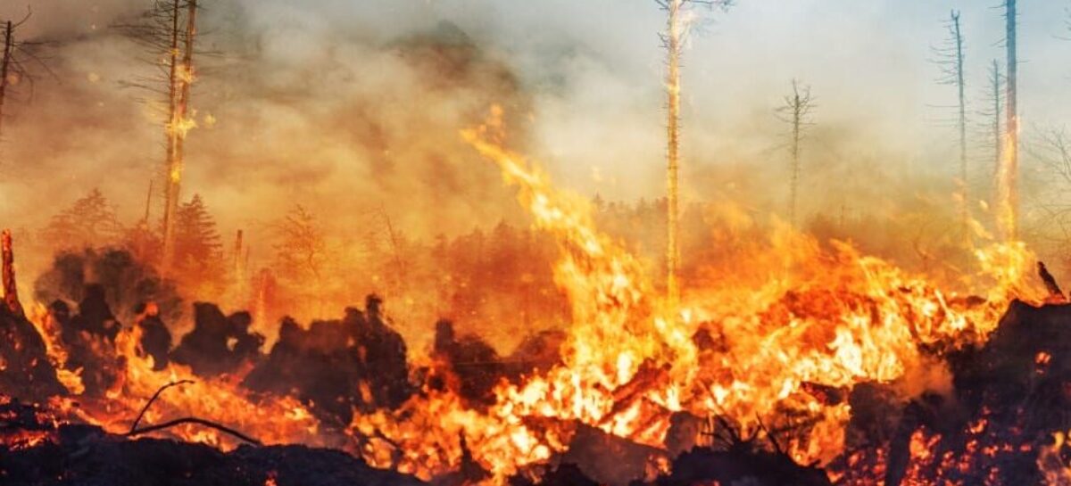 Incendi in Namibia, brucia un terzo del parco Etosha