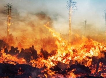 Incendi in Namibia, brucia un terzo del parco Etosha