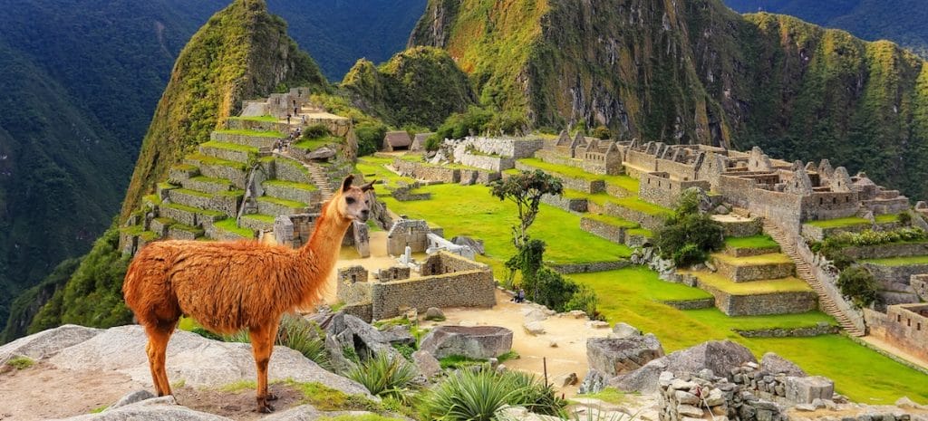 lama a Machu Picchu uff.stampa