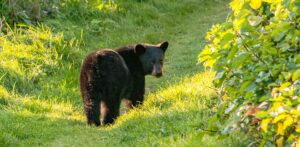 CANADA EXPERIENCE da uff stampa