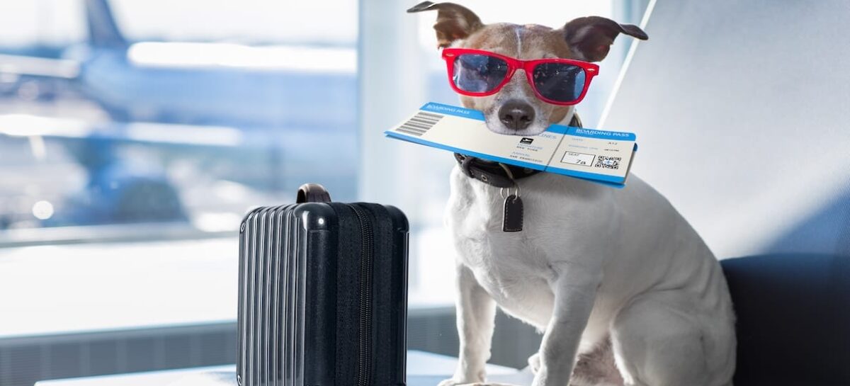 Voli pet friendly, sì del ministero dei Trasporti alla delibera Enac