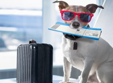 Cani e gatti in aereo: così cambiano le regole