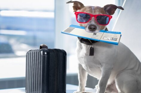 Cani e gatti in aereo: così cambiano le regole