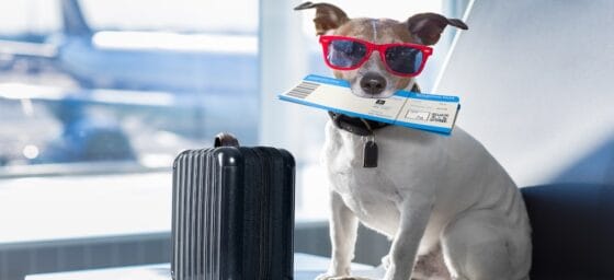 Cani e gatti in aereo: così cambiano le regole