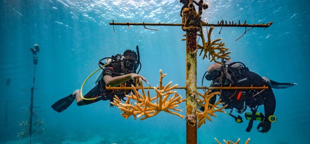 Coral Restoration - Sandals Foundation - Saint Lucia uff. stampa