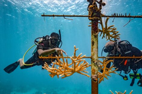 Caraibi, se l’amore supera il business. Il report Sandals Resorts