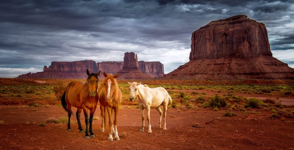 USA EXPERIENCE da uff stampa