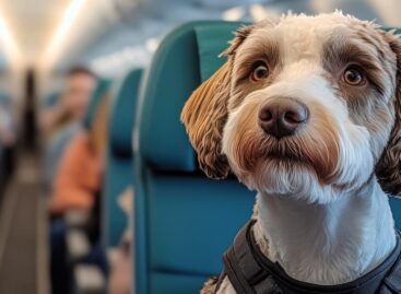 Animali in volo, nuove regole al via il 23 settembre