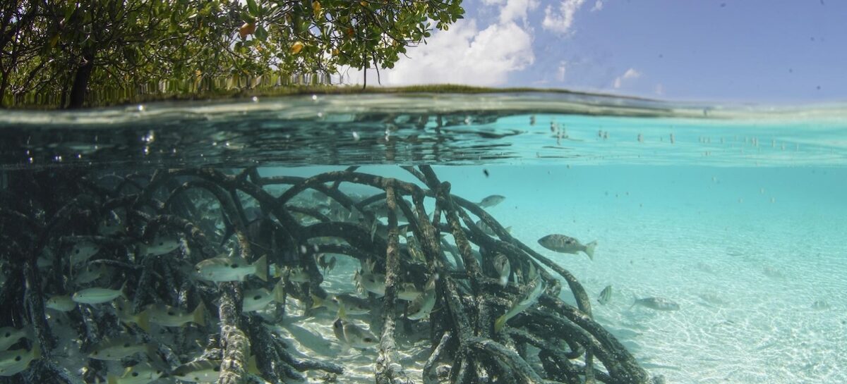 Siti marini Unesco: medaglia d’argento all’atollo di Aldabra (Seychelles)