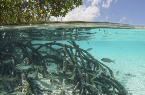 Siti marini Unesco: medaglia d’argento all’atollo di Aldabra (Seychelles)