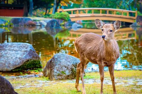 In Giappone con Civitatis: il viaggio perfetto in sette giorni