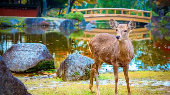 In Giappone con Civitatis: il viaggio perfetto in sette giorni