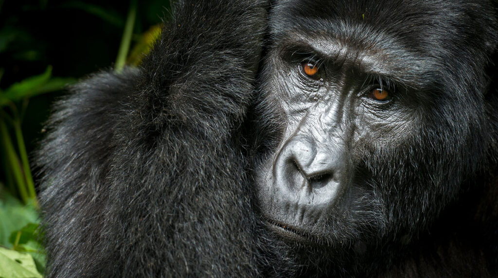 Mountain gorilla (Gorilla beringei beringei). Bwindi Impenetrable Forest. Uganda_adobe