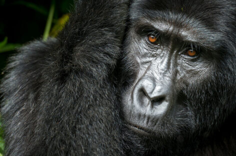 Uganda, il turismo fa miracoli e salva i gorilla