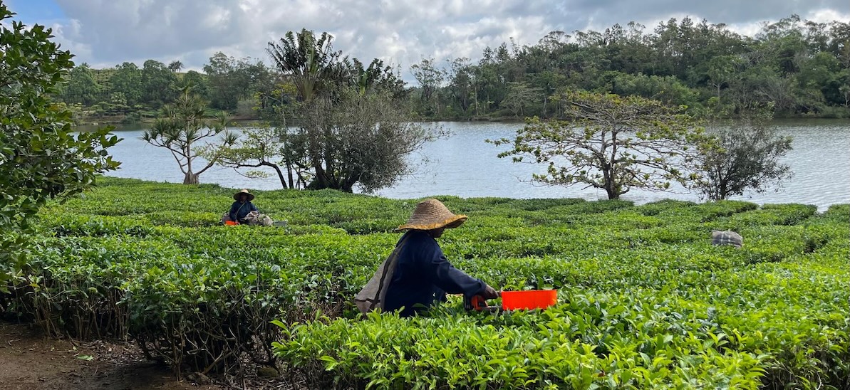 Mauritius piantagioni tè
