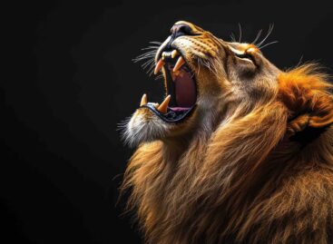 Il ruggito di flydubai:<br> maxi ordine da 225 aerei