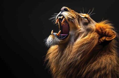 Il ruggito di flydubai:<br> maxi ordine da 225 aerei