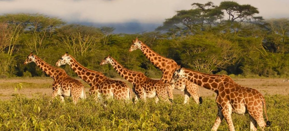 La Safari Kilimanjaro Edition targata Alpitour World