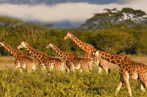 La Safari Kilimanjaro Edition targata Alpitour World