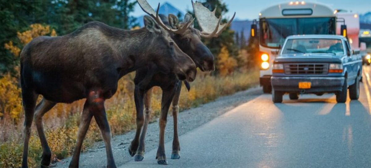 Più Alaska per l’estate di Usa Experience