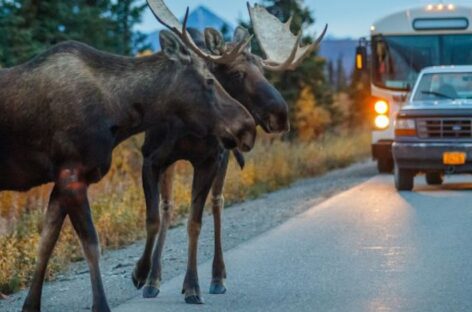 Più Alaska per l’estate di Usa Experience
