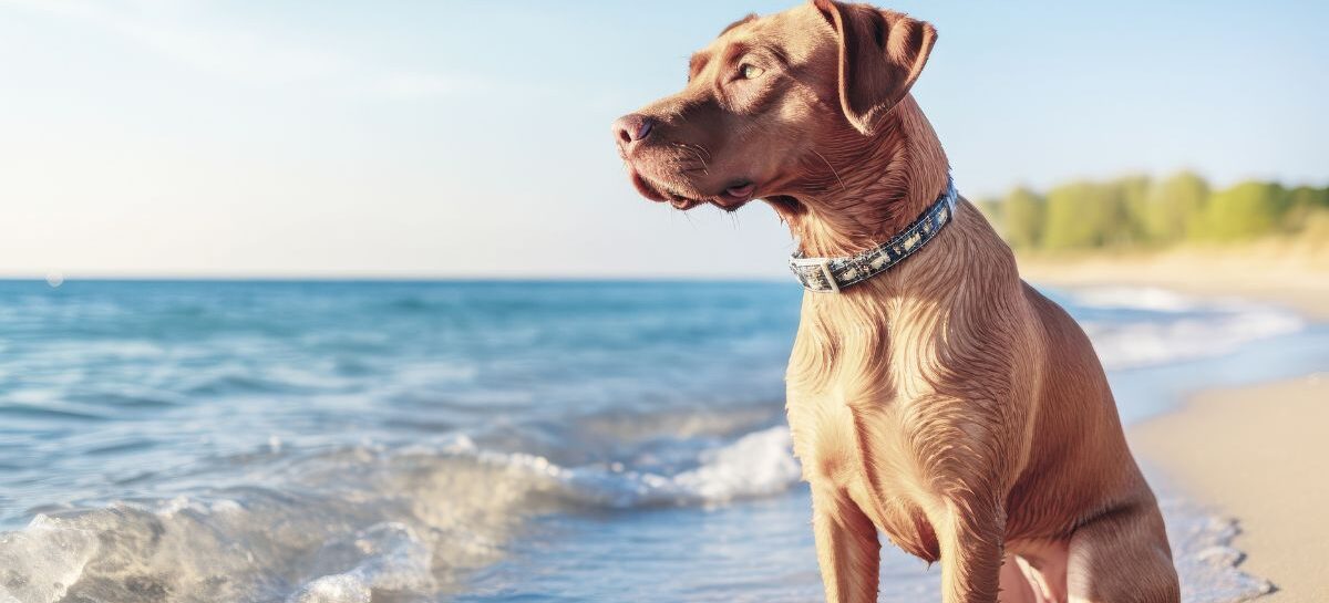 Viaggi pet friendly: istruzioni per l’uso