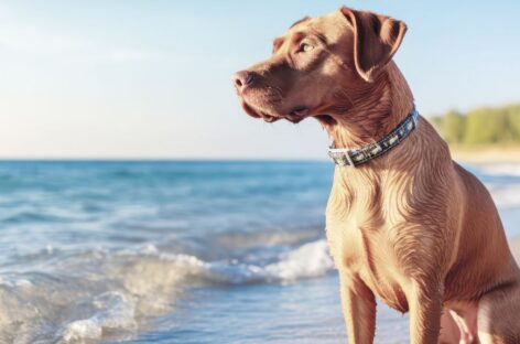 Viaggi pet friendly: istruzioni per l’uso