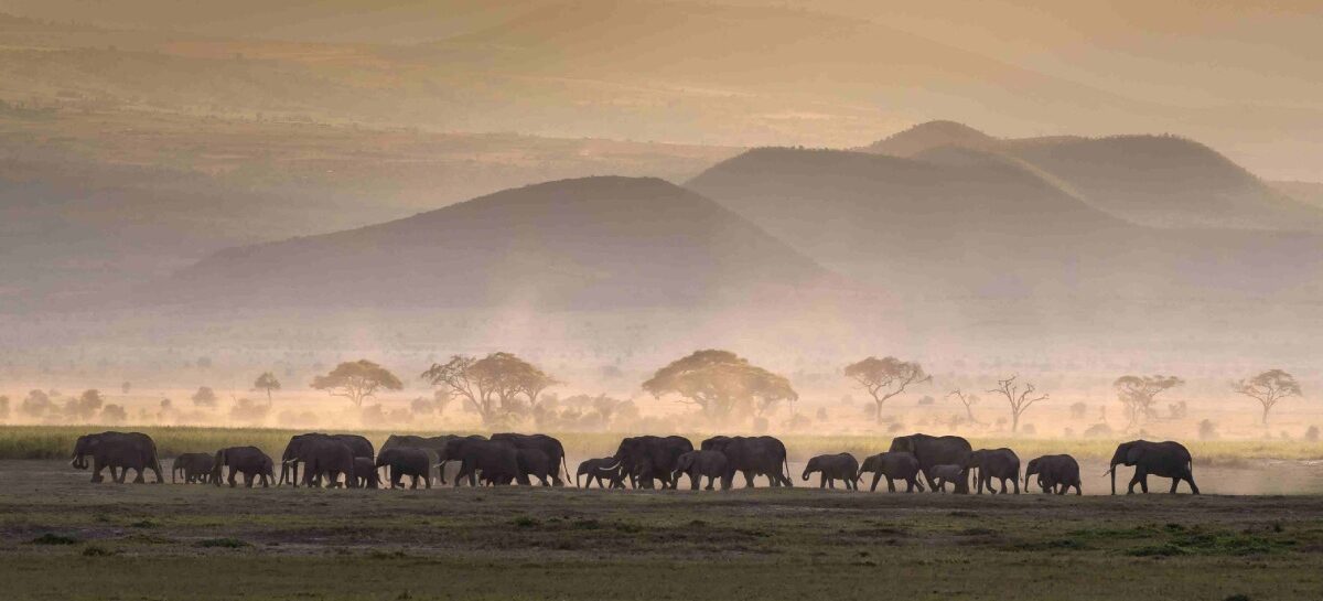 Safari in Kenya e Tanzania formato Made by Turisanda