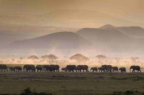 Safari in Kenya e Tanzania formato Made by Turisanda